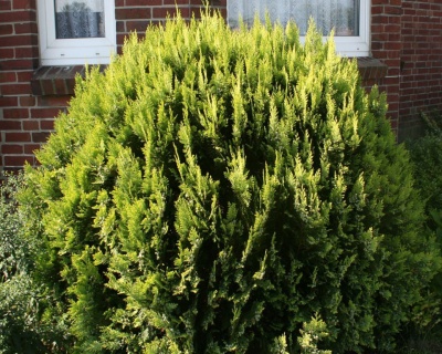 Кипарисовик Лавсона "Алюмиголд"