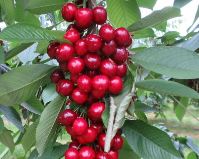 Вишня колоновидная "Королева"