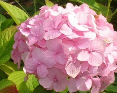 Гортензия крупнолистная "Пинк Вондер" (Pink Wonder)