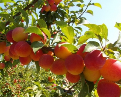 Алыча "Ветразь-2"