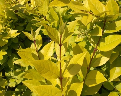 Бирючина гибридная "Викари"