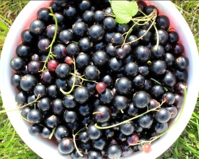 Смородина "Ядреная"