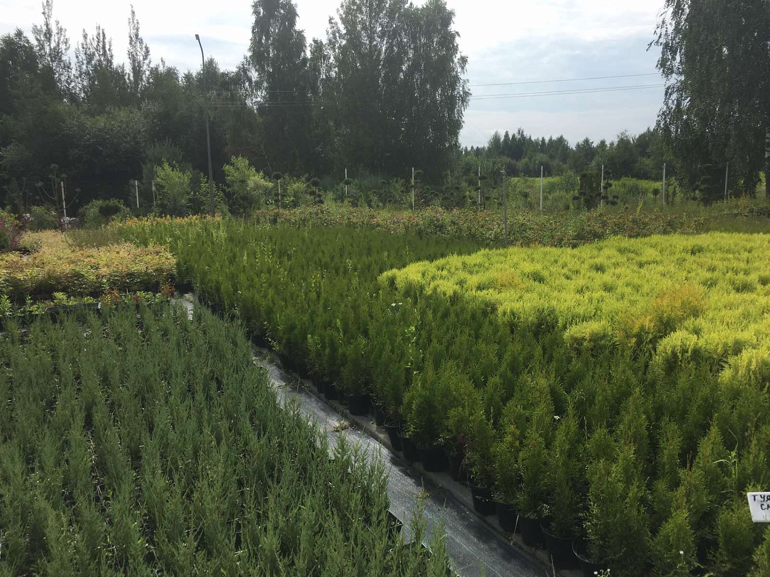 Питомник "ZelenSad"