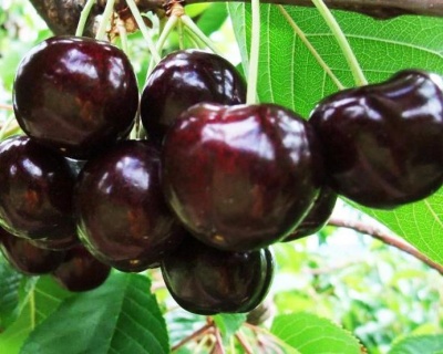 Черешня "Кордия"