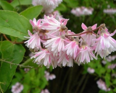 Дейция шершавая "Кодселл Пинк" (Codsall Pink)