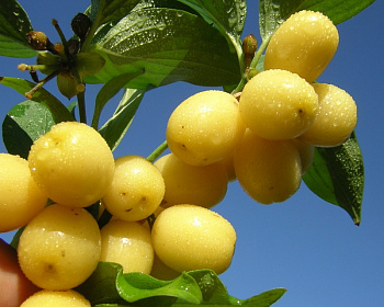 Кизил "Янтарный"