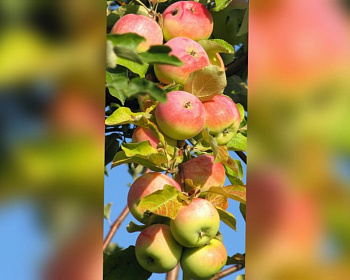 Яблоня колоновидная "Приокское"