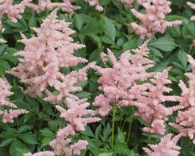 Астильба японская "Пич Блоссом“