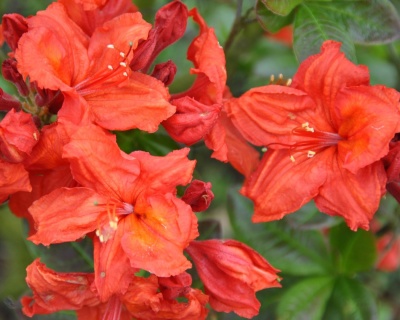 Азалия крупноцветковая "Фейерверк"