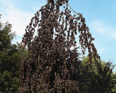 Бук лесной "Блэк Свен"