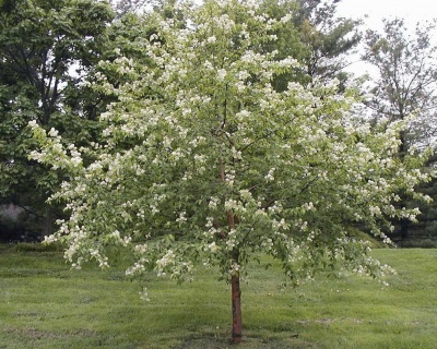 Черемуха "Чайка"