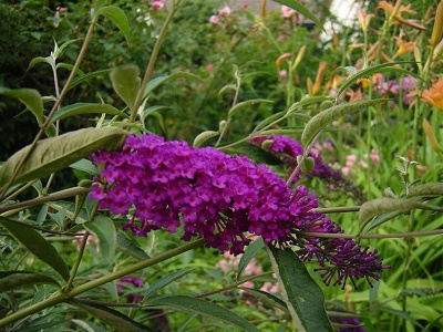 Буддлея Давида "Нано Перпл" (Nanho Purple)