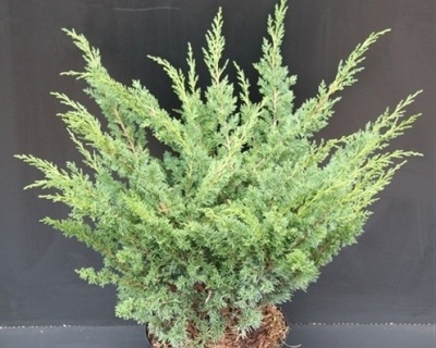 Можжевельник Китайский "Блаув"