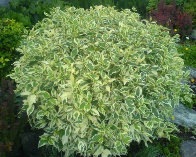 Дерен белый "Элегантиссима" (Еlegantissima)