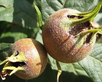 Мушмула "Германская"