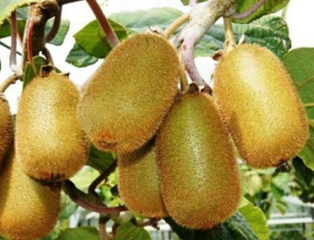 Киви "Бруно"