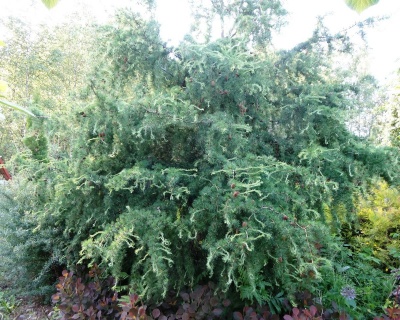 Лиственница Европейская "Хортсманн Рекурвед"