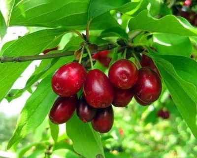 Кизил "Евгения"