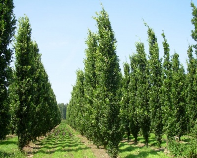 Дуб черешчатый "Фастигиата"