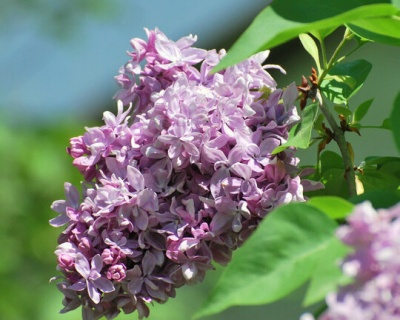 Сирень "Анри Робер"