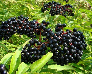 Бузина черная "Адамс"