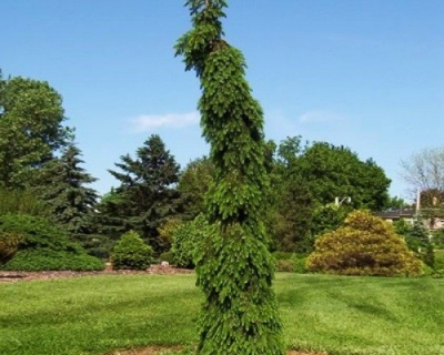 Ель сербская "Брунс"