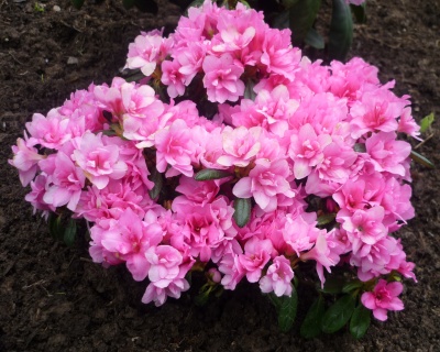 Азалия японская "Мелина"