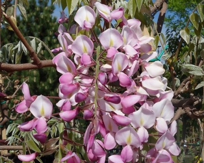 Глициния обильноцветущая "Хонбени"