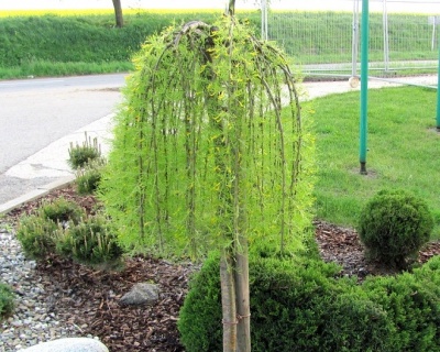 Карагана древовидная "Пендула" (штамбовая форма)