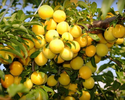 Слива колоновидная "Мирабелла"