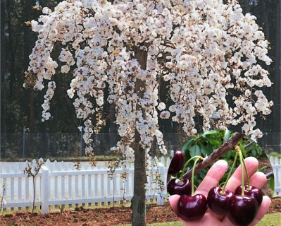 Черешня плакучая "Веда"
