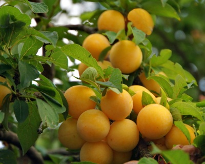 Алыча "Сонейка"