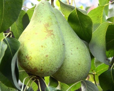 Груша колоновидная "Даликор"