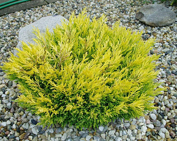 Можжевельник горизонтальный "Лаймглоу"