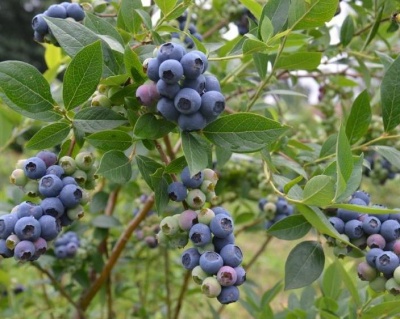 Голубика "Торо (Toro)"