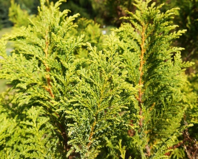 Кипарисовик Горохоплодный "Плюмоза"