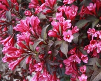 Вейгела цветущая "Nana Purpurea"