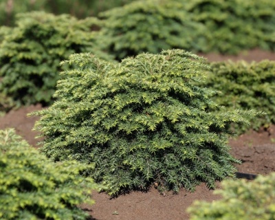 Тсуга канадская "Джедделох"