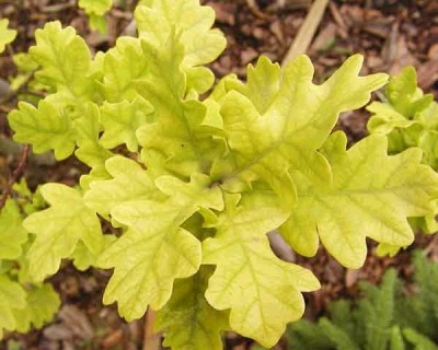 Дуб черешчатый "Конкордия"