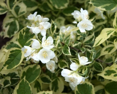 Чубушник "Вариегата"