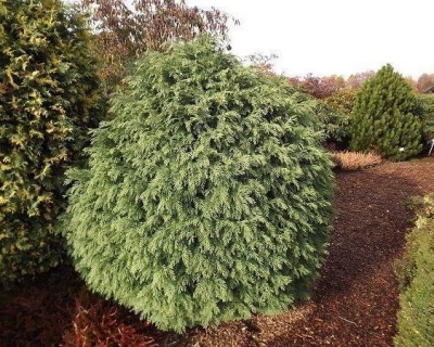 Кипарисовик Лавсона "Глобоса"