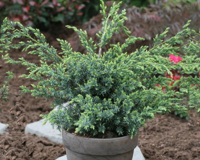 Можжевельник Китайский "Блю Альпс"