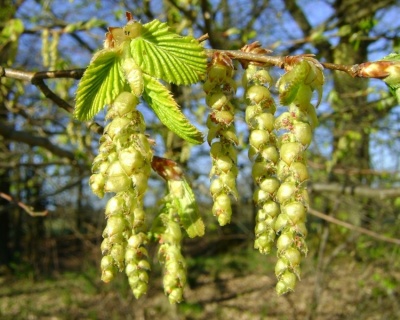 Граб обыкновенный