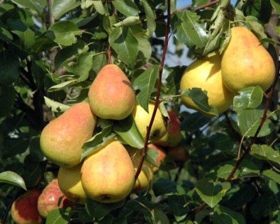 Груша колоновидная "Северянка"