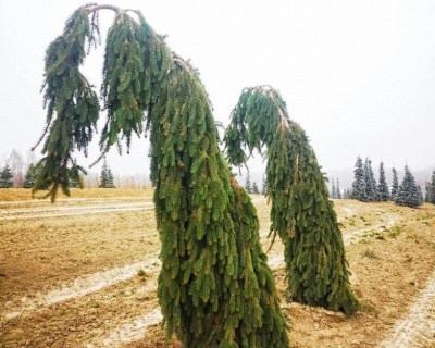 Ель обыкновенная "Инверса"