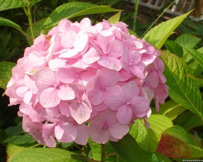 Гортензия крупнолистная "Пинк Вондер" (Pink Wonder)