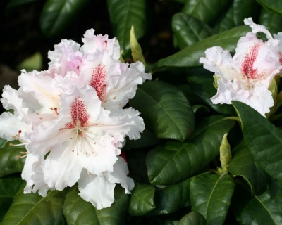 Рододендрон "Ле Прогрес"