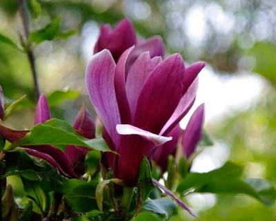 Магнолия "Нигра"