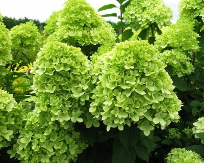 Гортензия метельчатая "Лаймлайт" (Limelight)