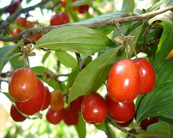 Кизил "Коралловый"